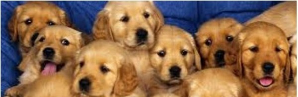 cropped-cropped-Perro.jpg